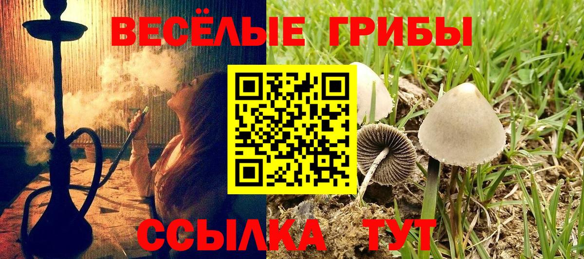 Галлюциногенные грибы Psilocybe  Псилоцибиновые грибы MAGIC MUSHROOMS  Кызыл  Вход с VPN 